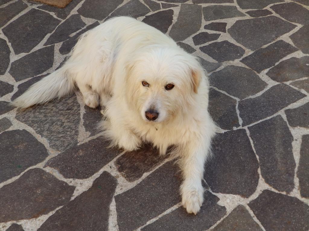 Sa Chessa B&B Ploaghe Kültér fotó